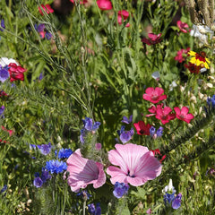 Gewachsene Blühmischung 'Leuchtendes Hummelgetummel' Bio-Blumen-Samen