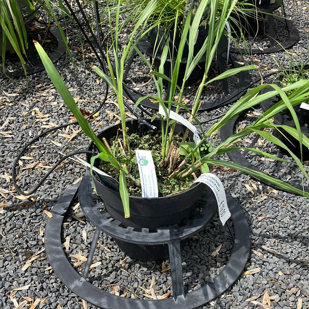 Chinaschilf 'Silberfeder'