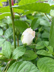 Beetrose 'Baby Schneewittchen®' Hochstamm