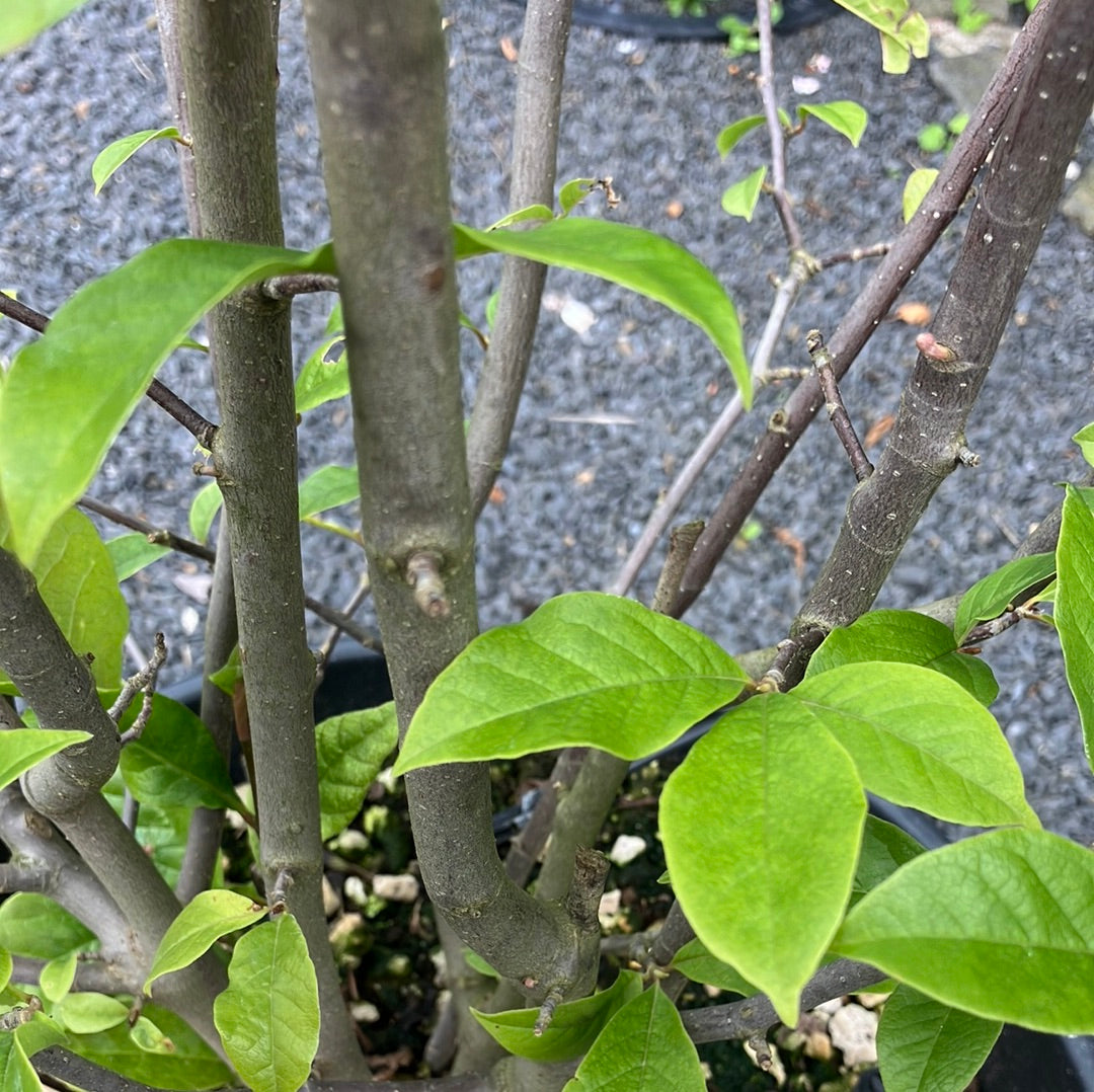 Purpur-Magnolie 'Susan'