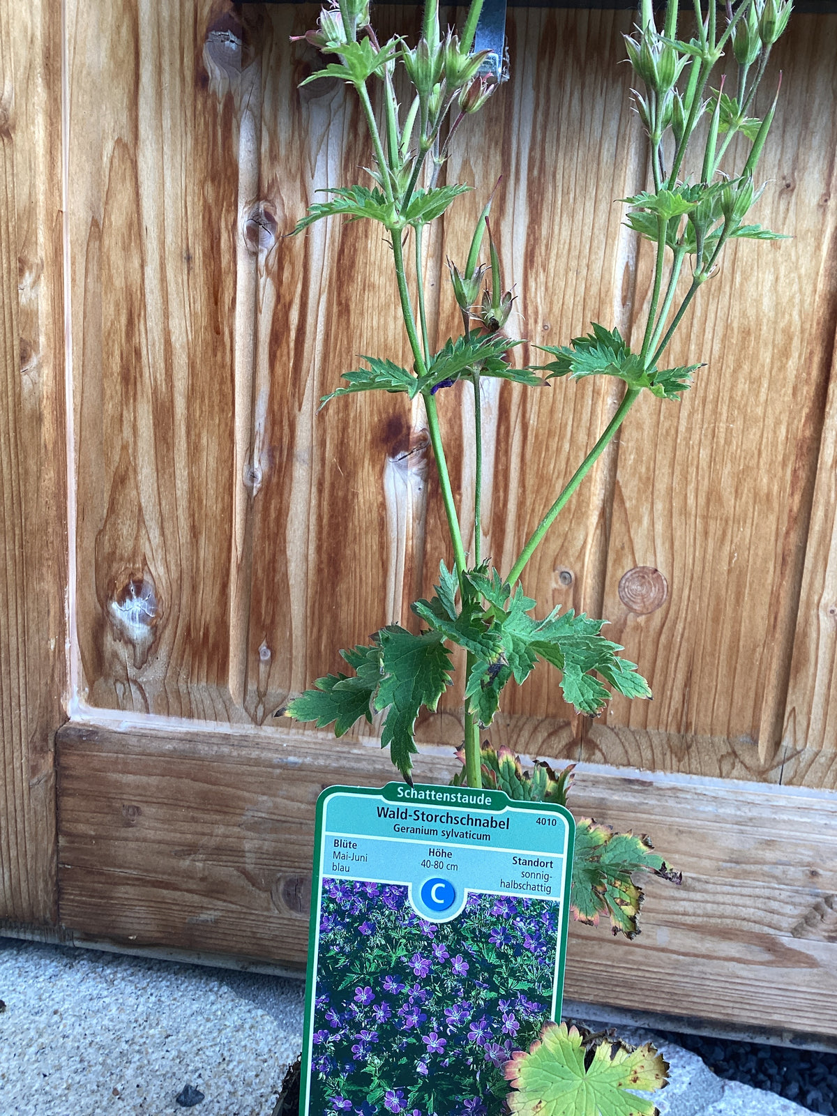 Wald-Storchschnabel 'Mayflower'