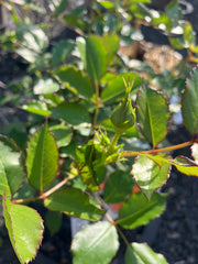 Beetrose 'Pastella'
