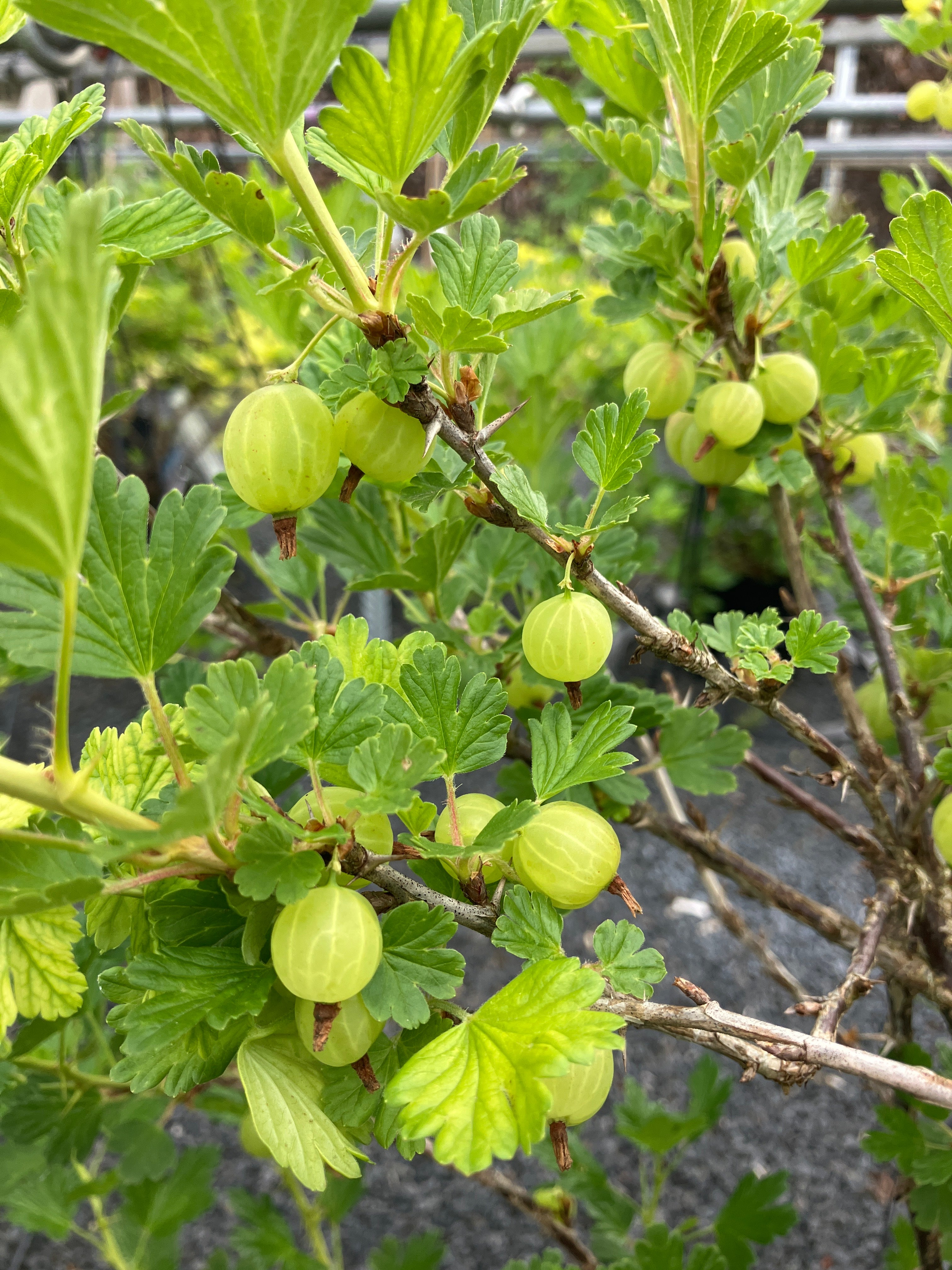 Rotfruchtige Stachelbeere 'Redeva'