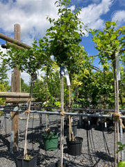 Weiße Johannisbeere 'Weiße Versailler' groß