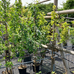 Herbstapfel 'Gravensteiner'