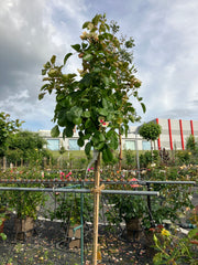 Beetrose 'SEE YOU® in purple' Hochstamm
