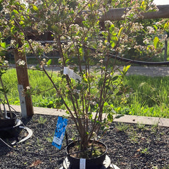 Schwarze Apfelbeere 'Autumn Magic'