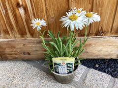 Alpen-Aster 'Albus'