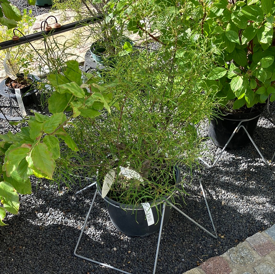 Farnblättriger Faulbaum 'Asplenifolia' klein