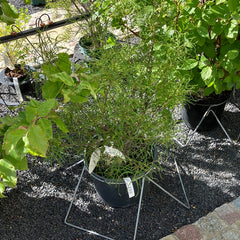 Farnblättriger Faulbaum 'Asplenifolia' klein