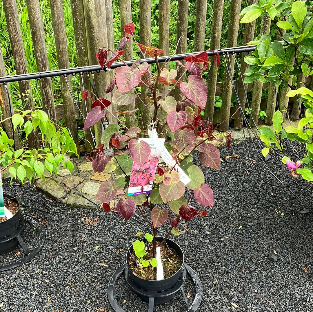 Judasbaum 'Forest Pansy'