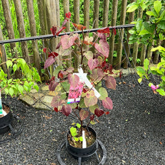 Judasbaum 'Forest Pansy'
