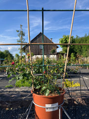 Kletterrose Rosa 'Rosarium Uetersen'