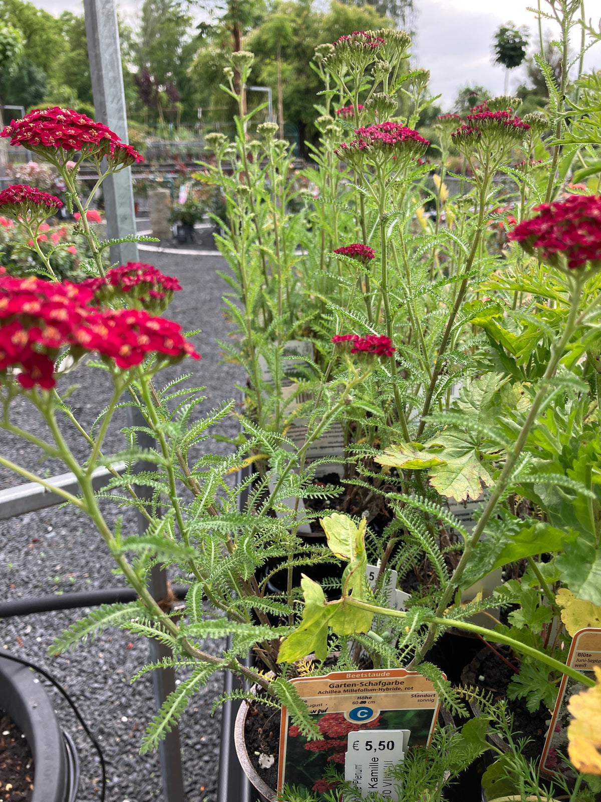 Garten-Schafgarbe 'Cerise Queen'