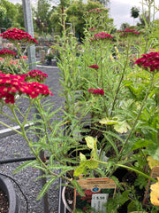 Garten-Schafgarbe 'Cerise Queen'