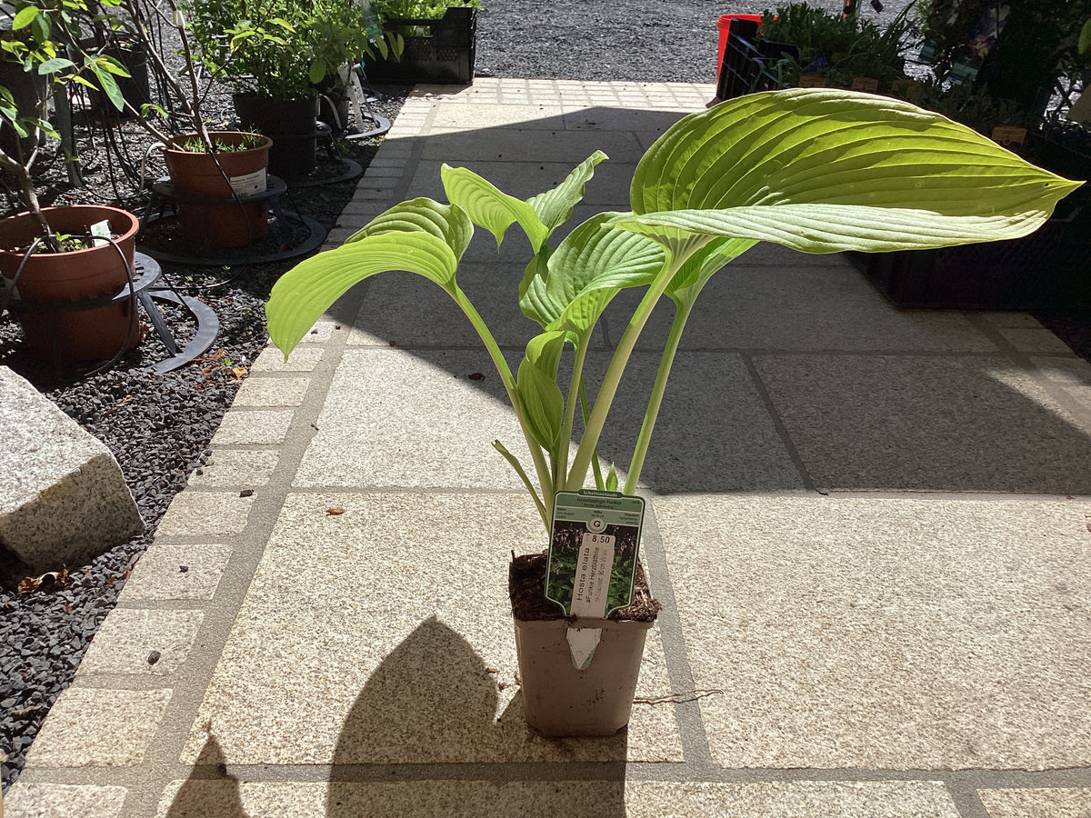 Grünlaubige Funkie Hosta elata