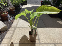 Grünlaubige Funkie Hosta elata