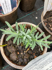 Lavendel 'Munstead'