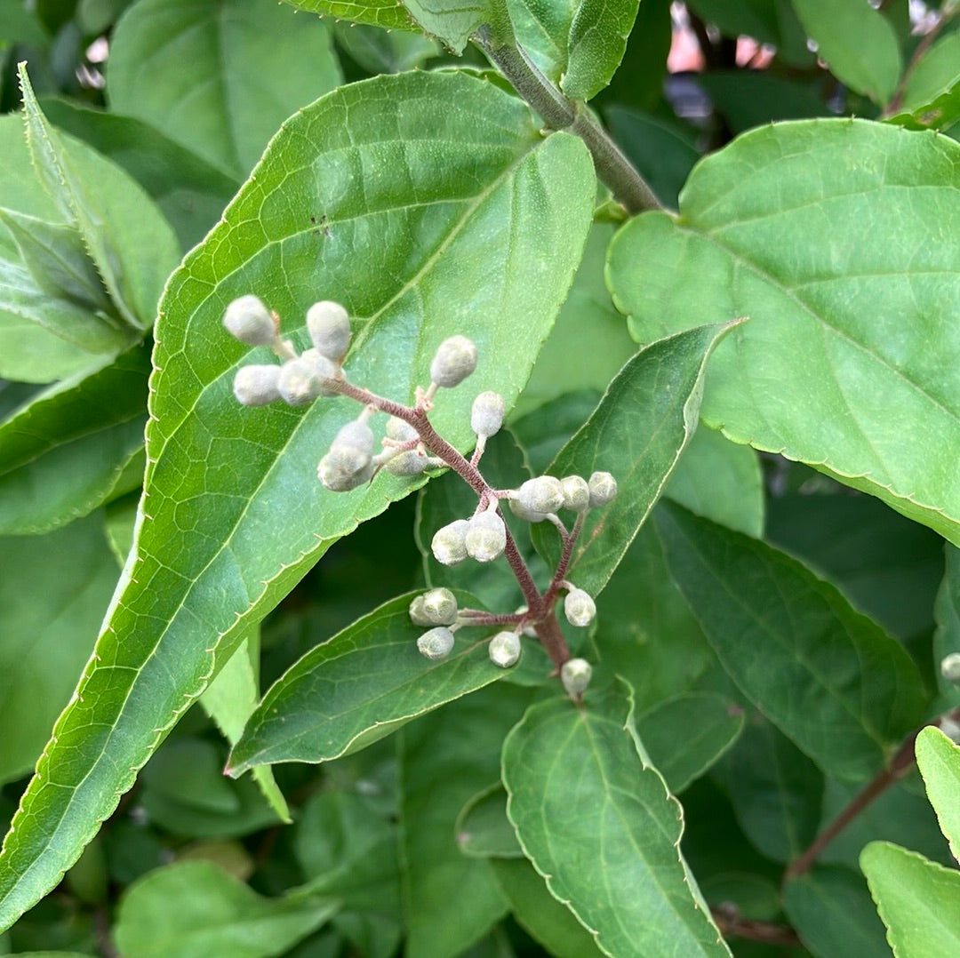 Hoher Sternchenstrauch Deutzia Scabra Plena