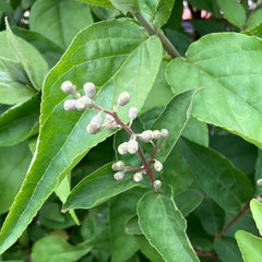 Hoher Sternchenstrauch Deutzia Scabra Plena