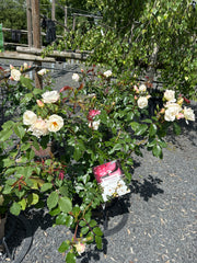 Strauchrose 'Weisse Wolke®'
