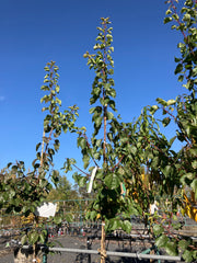Aprikose 'Kuresia'