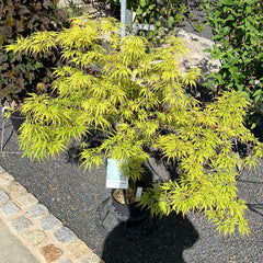 Grüner Schlitz-Ahorn 'Dissectum Viridis'