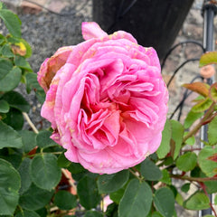 Strauchrose 'Eustacia Vye®'
