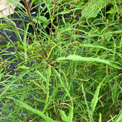Farnblättriger Faulbaum 'Asplenifolia' mittel