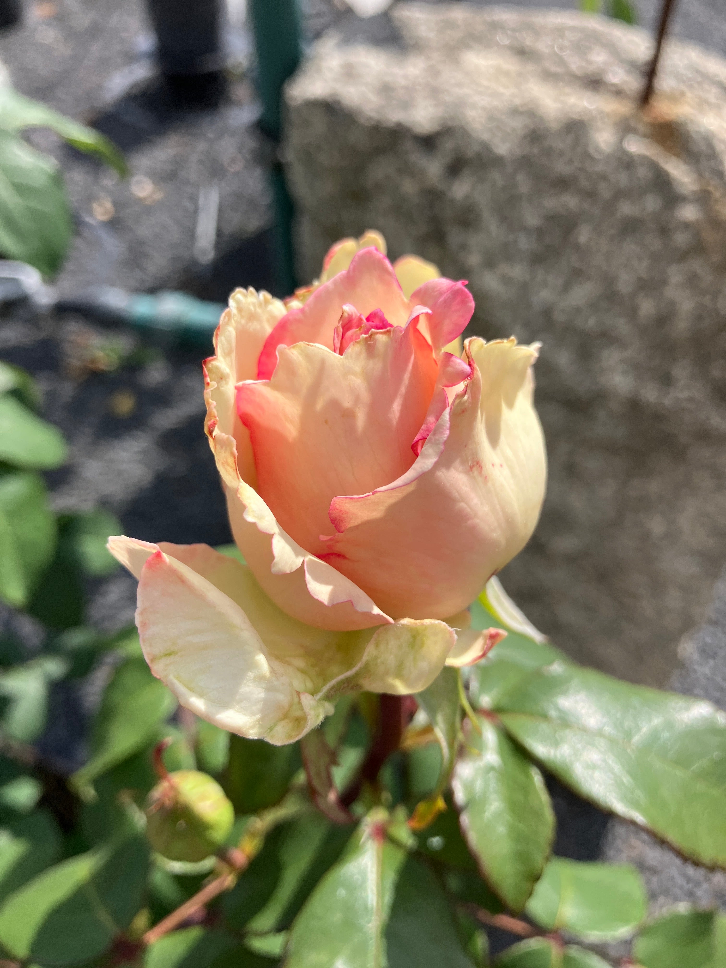 Edelrose 'Souvenir® de Baden-Baden'