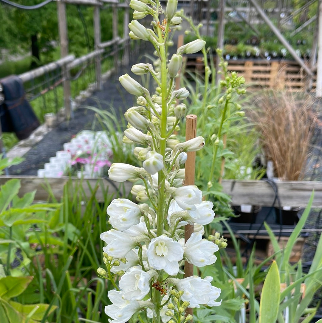 Rittersporn 'Galahad'