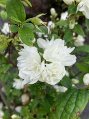 Gefüllter Pfeifenstrauch 'Little White Love'