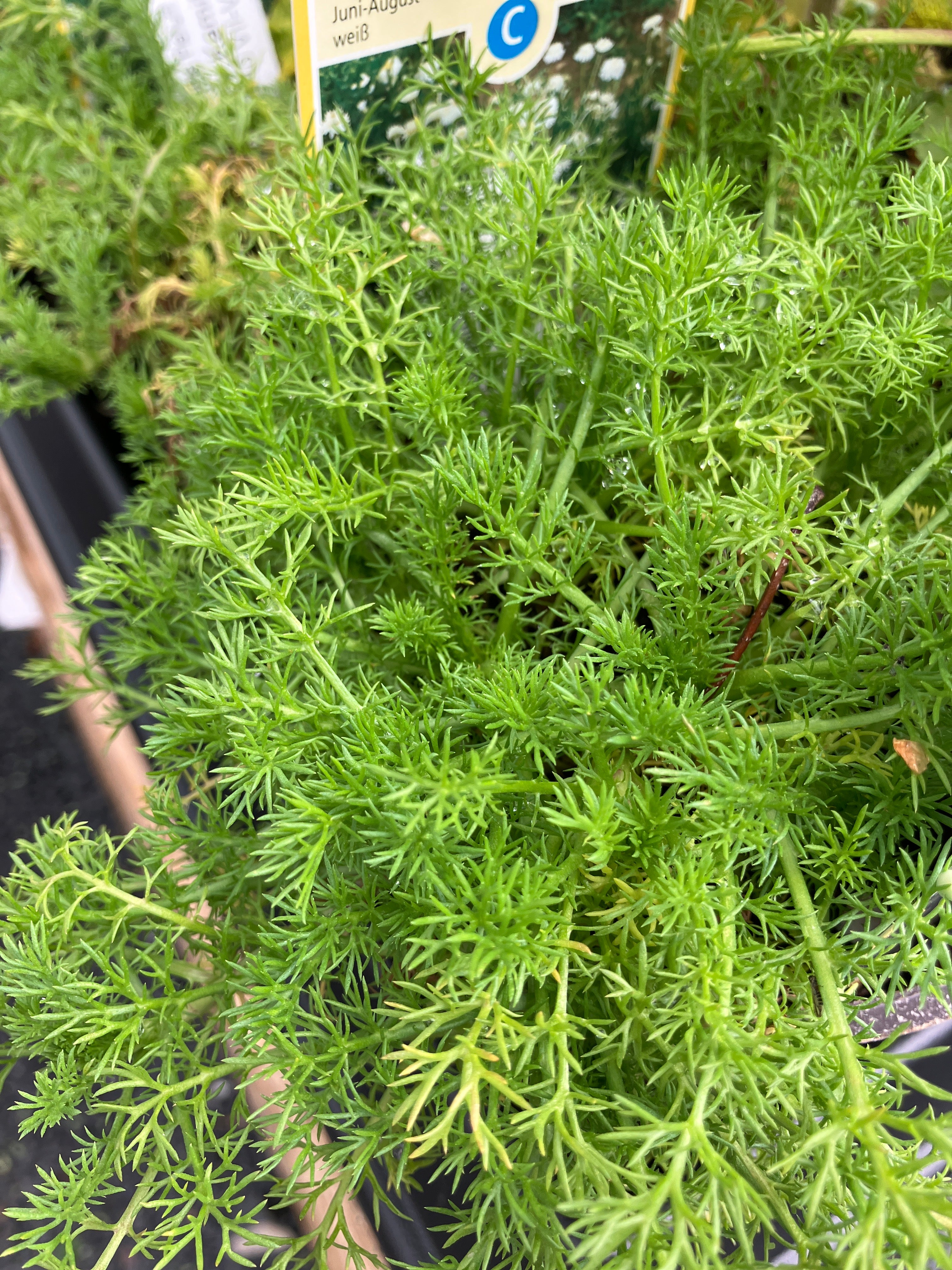 Gefüllte Römische Kamille 'Plena'