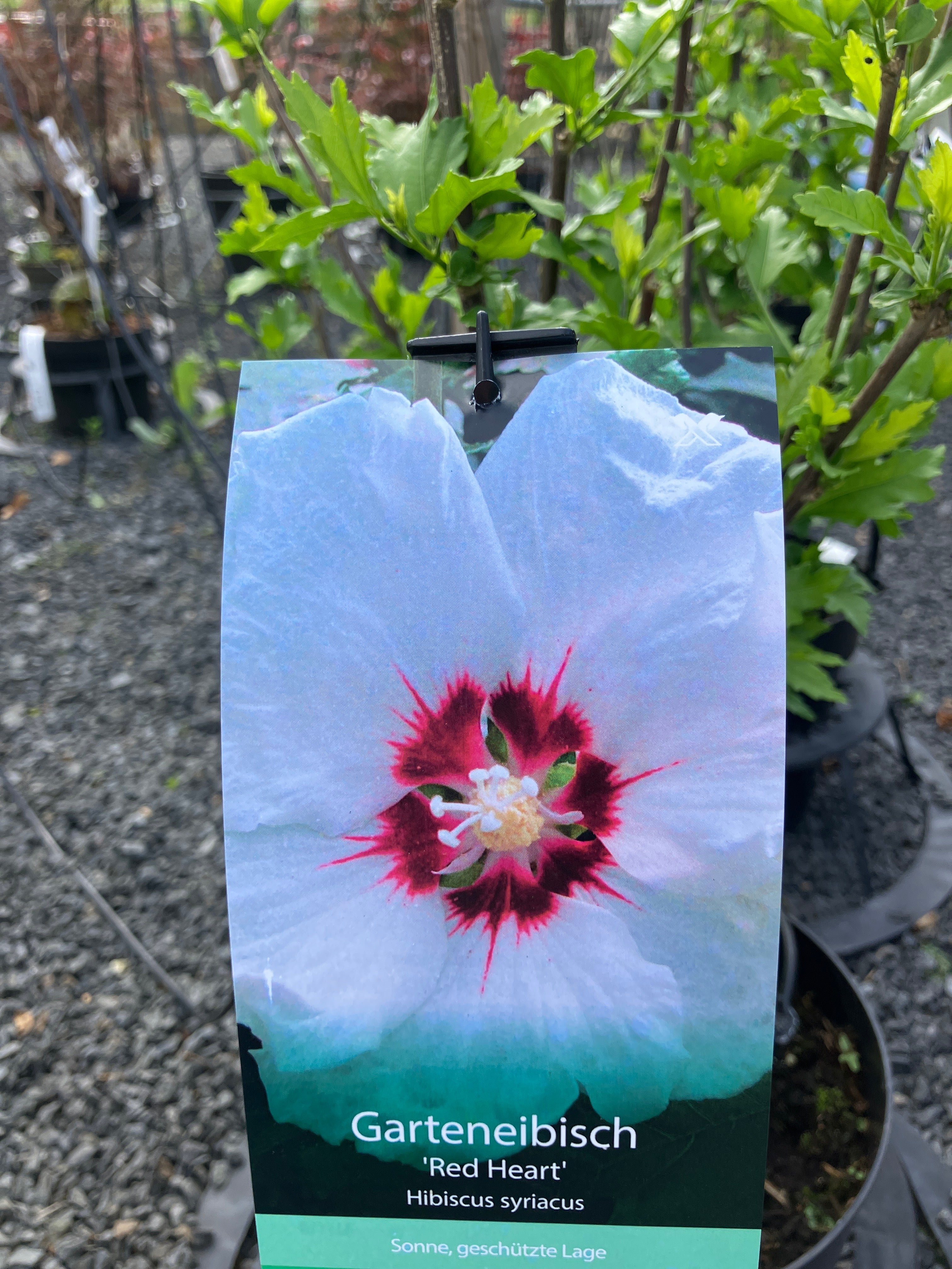 Garteneibisch 'Red Heart'