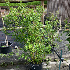 Gelbholz Hartriegel 'Buds yellow'