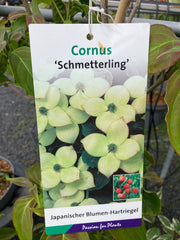 Japanischer Blumen-Hartriegel 'Schmetterling'