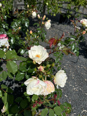 Strauchrose 'Weisse Wolke®'