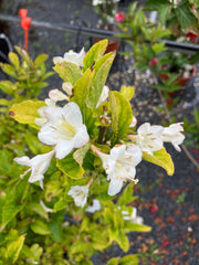Weigelie 'Picabella Bianco'