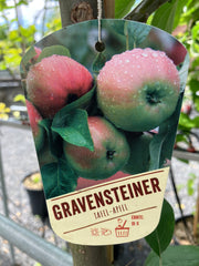 Herbstapfel 'Gravensteiner'