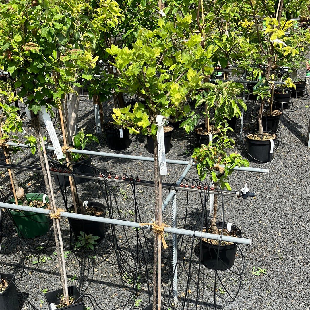 Rotfruchtige Stachelbeere 'Redeva' groß