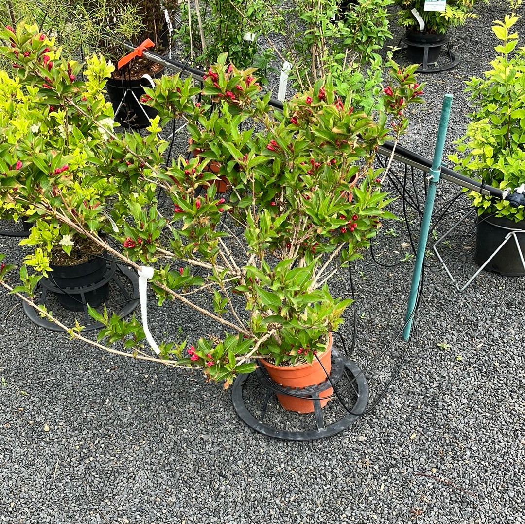 Weigelie 'Red Prince'