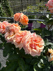 Strauchrose 'Circle of Life®'