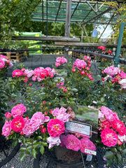 Zwergrose 'Charmant®'