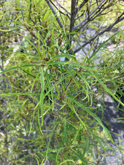 Farnblättriger Faulbaum 'Asplenifolia' groß