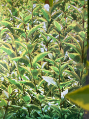 Goldliguster 'Aureum'