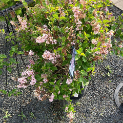 Zwerg-Duftflieder 'Bloomerang Pink Perfume'