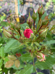Beetrose 'Xenia'