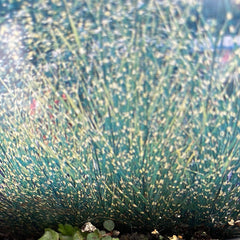 Stachelschweingras Chinaschilf 'Strictus'
