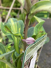 Blaugelbe Herzblatt-Funkie 'June'