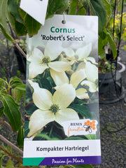 Japanischer Blumen-Hartriegel 'Roberts Select'